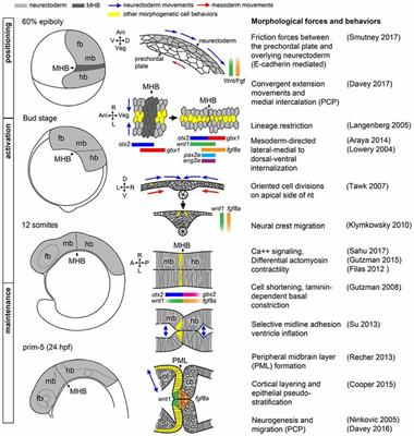 Frontiers | Midbrain-Hindbrain Boundary Morphogenesis: At ... intersection diagram 